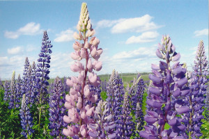 lupine